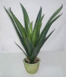 Artificial Aloe