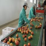 Chinese Good Quality Delicious Fresh Apple & Low Price (FUJI Apple)