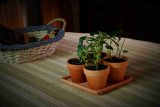 6.5 Inch Terracotta Combination Planting Pot (001003) 