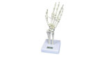 Life-Size Hand Joint Model (KAR/GG 013)