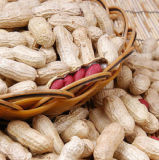 Non-Transgenic Fresh Peanut Inshell with Competitive Price