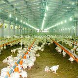 Full Set Automatic Poultry Equipment for Broiler House