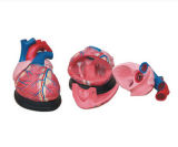 Jumbo Heart Teaching Equipment Model