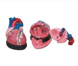 Jumbo Heart Teaching Equipment Model