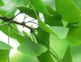 Ginkgo Biloba