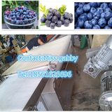 Fruit Grading Machine, Fruit Sorter Machine