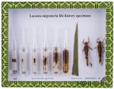 Specimen of Locust Life History M15015