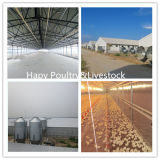 Prefabricated Poultry Farming House for Broiler