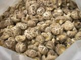 Organic Shiitake Mushroom (Lentinulla Edodes) Nop USDA /EU