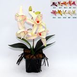 Artificial Potted Flower, Imitative Silk Orchid