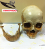 Artificial Adult Human Skull Model Teaching Model Ariting Model (MY-S12)