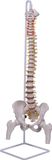 Classic Flexible Spinal Column with Femur Mh01045