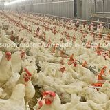 Automatic Poultry Farm Machinery for Breeder Farm