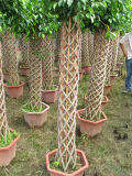 Ficus Cage Shape Different Size