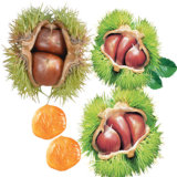 2014 Best Selling China Fresh Chestnut