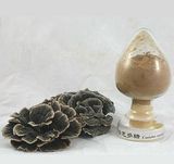 Coriolus Versicolor Polysaccharide; GMP/HACCP Certificate; Edible and Medicinal Mushroom Processing Enterprise