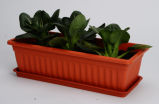 Supplier Garden Vegetable Pot Plant