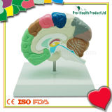 Medical Education Plastic Brain Model