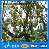 100% Natural Szechwan Chinaberry Fruit P. E