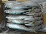 Frozen Mackerel Fish for Tuna Bait