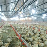 Automatic Poultry Farm Equipment for Broiler