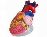 Human Heart Model (5 Times) (QH3304-1)