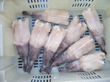 Frozen Monkfish Fillet