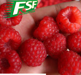 IQF Raspberry Wholes