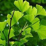 Ginkgo Biloba P. E. Plant Extract