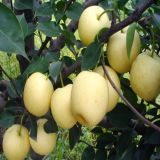 Crown Pear with Top Quality