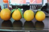Fresh Valencia Orange
