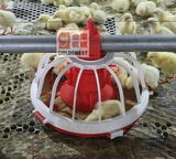 Chichen Pan Feeder for Poultry Farm