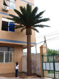 Big Palm Plants