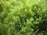 Top Quality Seaweed Extract for Cosmetics