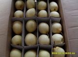 Ya Pear