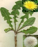 Taraxacum Officinale Root and Taraxacum Officinale Leaf
