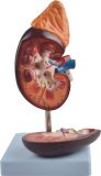 Human Kidney-Mh07041-B