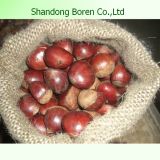 Import Fresh Chestnut From Shandong