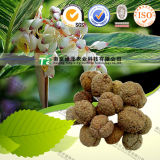 Natural Herbal Plant Raw Material Beautiful Galangal Fruit
