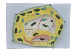20000 Times Enlarged Plant Cell Model