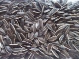 Sunflower Seeds 3638 with High Quality and Large Supplier