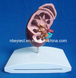 Medical Promotion Gift of 3D Anatomical Kidney Educating Model (EYAM-08)