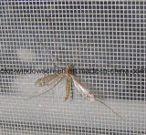 Fiberglass Mosquito Netting (OKE-03)