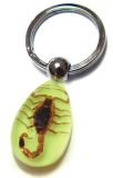 Kids Gift--Real Insect Keychain (YK08) 