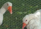 Chicken and Duck Mesh Netting