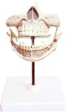 Deciduous Teeth Model-Mh06002