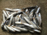 (14-18PCS/kg) New Fish Frozen Round Scad