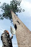 2015 Hot Sale Galvanized Camouflaged Tree Communication Tower
