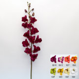 Gift Orchid Flower