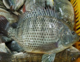 Best Quality IQF Frozen Whole Round Tilapia